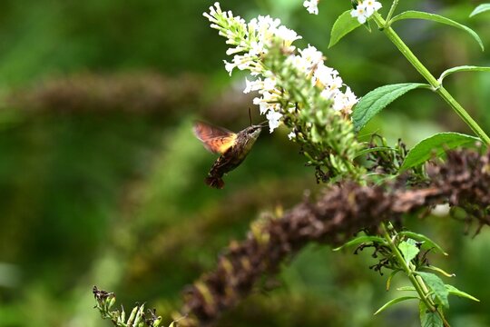 Macroglossum pyrrhosticta (Hoshi-houjaku ).Lepidoptera Sphingidae Moth. The . hovers over flowers to drink nectar with its long proboscis, just like a hummingbird.