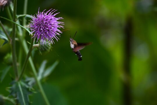 Macroglossum pyrrhosticta (Hoshi-houjaku ).Lepidoptera Sphingidae Moth. The . hovers over flowers to drink nectar with its long proboscis, just like a hummingbird.