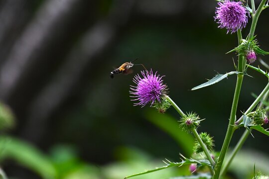 Macroglossum pyrrhosticta (Hoshi-houjaku ).Lepidoptera Sphingidae Moth. The . hovers over flowers to drink nectar with its long proboscis, just like a hummingbird.