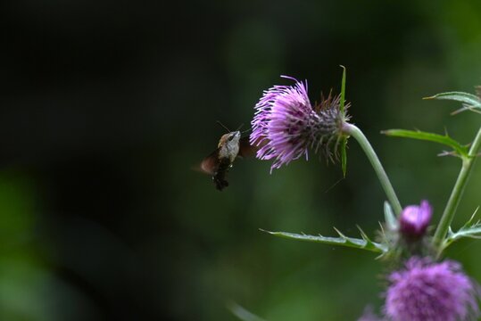 Macroglossum pyrrhosticta (Hoshi-houjaku ).Lepidoptera Sphingidae Moth. The . hovers over flowers to drink nectar with its long proboscis, just like a hummingbird.