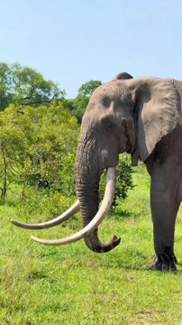 Large African elephant with huge tusks standing on green grass, wild elephant stock footage 