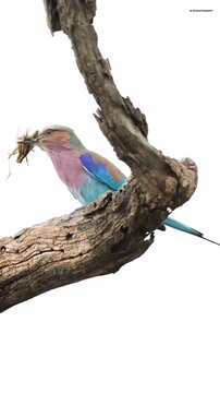 Lilac breasted roller perched on tree branch holding insect prey in beak, African wildlife stock footage 