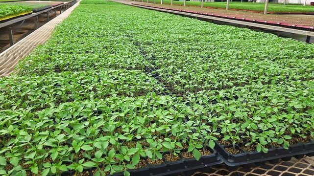 Close-Up View of Young Green Seedlings Growing in Nursery Trays