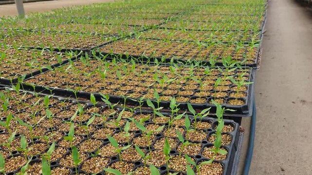 Close-Up View of Young Green Seedlings Growing in Nursery Trays