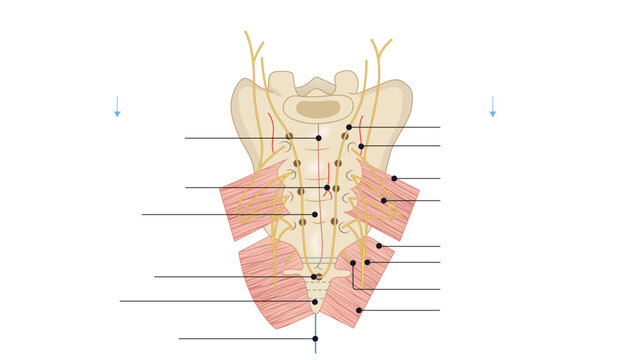 Posterior Relations of Rectum, the sacral vessels, nerves, sympathetic chain, and key structures around the sacrum and coccyx.