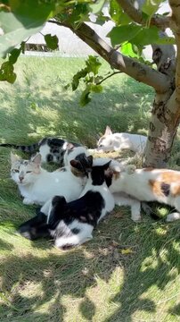 Group of diverse cats resting on the grass under a shaded tree multiple cats stray cats feline