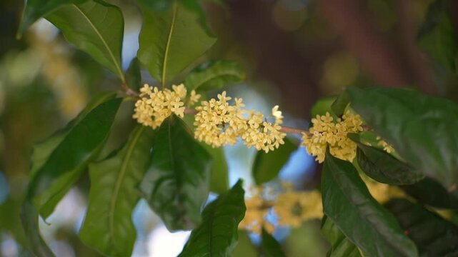 Flower of fragrant olive, Osmanthus fragrans var. aurantiacus are blooming in Chengdu, China.