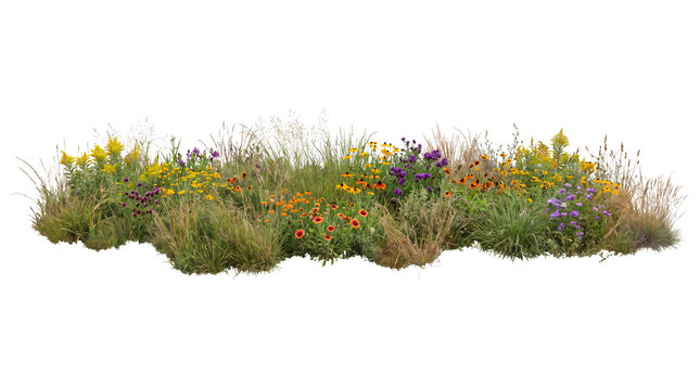 Wildflower Meadow Border with Yellow Purple and Orange Prairie Flowers and Tall Wild Grasses Isolated on Black Background for Landscape Design and Architectural Visualization