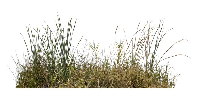 Isolated wetland reed vegetation strip with tall green and yellow grasses on a black background for architectural visualization and nature landscape compositing