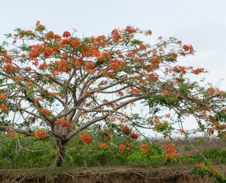 Flamboyant tree with orange blossom on a riverbank
