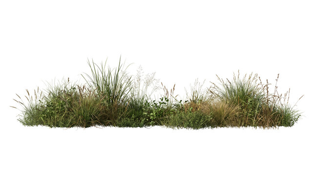Horizontal Strip of Wild Meadow Vegetation and Long Grass Isolated on Black Background, Realistic Garden Plants and Field Weeds for Landscape Architecture and Digital Matte Painting