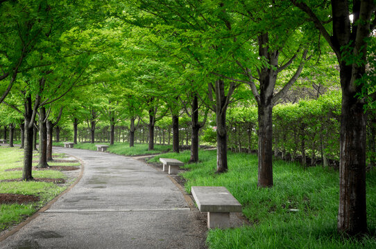 A quiet pedestrian path curves beneath a canopy of green trees beside empty benches in St. Louis, Missouri.