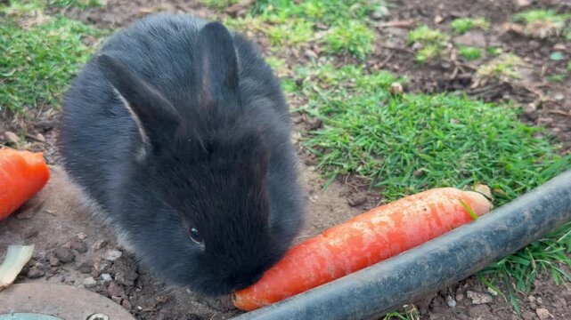A black rabbit lowers its head to sniff and nibble a fresh carrot lying on soil beside grass in a garden. The small pet explores its food in an outdoor backyard setting.