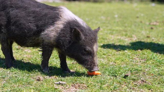 A bristly wild boar pig with a light saddle marking walks across green grass then lowers its head to eat a carrot tossed nearby, foraging in an open pasture.
