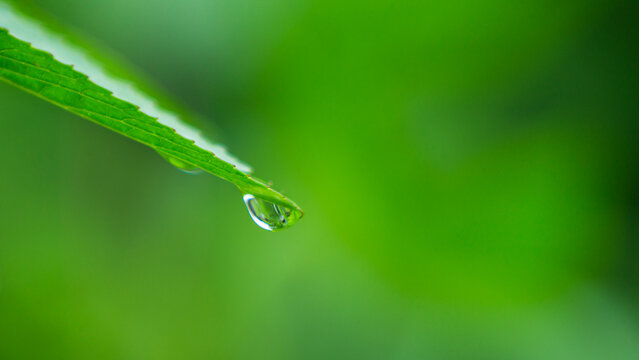 Macro shot of a single water droplet hanging on a fresh green leaf tip.A stunning minimalist macro photograph capturing a single