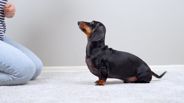 A black and tan dachshund dog spins on a carpeted floor while a kneeling woman guides it by hand, then rewards the pet with a treat, a concept of home obedience training and warmup exercise.