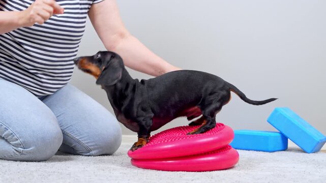 A black and tan dachshund dog stands on a pink balance disc while a woman kneels beside it giving a hand command, a home physiotherapy session for canine spine health.