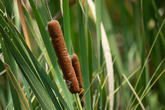 Cattail Seed Heads (Typha) in Florida Wetland &mdash; Close-Up Texture Detail Amid Green Marsh Grass