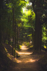 Obraz premium morning in the forest