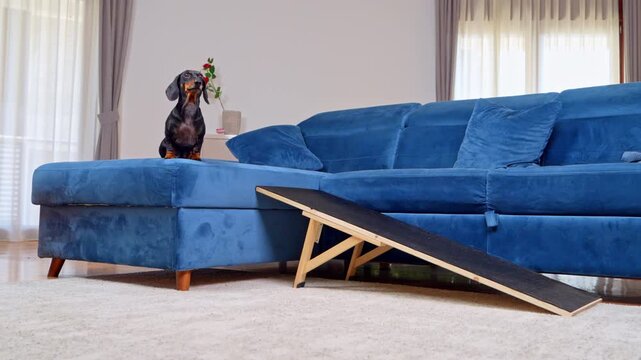 A black and tan dachshund dog climbs a wooden ramp onto a blue sofa at home, then stands with a red rose in its mouth, highlighting safe stair alternatives for pets prone to spine disease and IVDD.