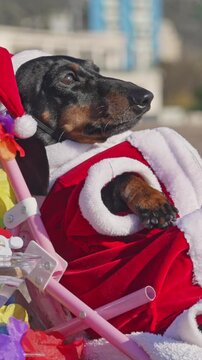 A black and tan dachshund dog wearing a red and white Santa costume rests in a stroller outdoors, one paw draped over the edge, a festive concept of holiday pet fashion.