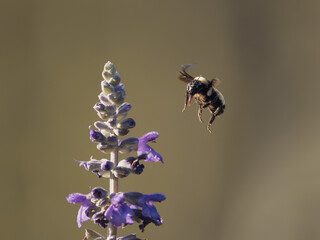 Bumblebee visiting purple flowers and collecting nectar in a natural outdoor environment. © Dmytro