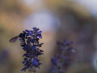 Bumblebee visiting purple flowers and collecting nectar in a natural outdoor environment. © Dmytro
