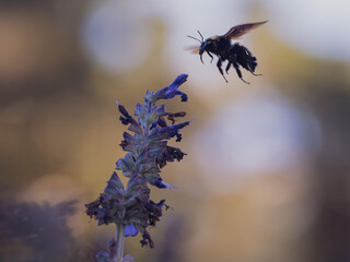 Bumblebee visiting purple flowers and collecting nectar in a natural outdoor environment. © Dmytro