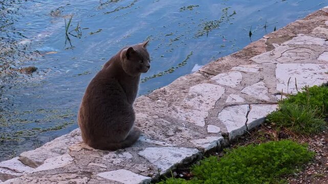 A gray stray cat sits on stone pavement beside a canal, watching the rippling water. The homeless feline looks thin and sad, suggesting hunger and a need for shelter, a concept of animal welfare.