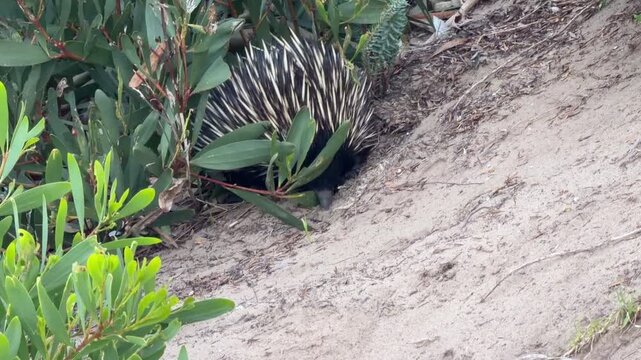 Short Beaked Echidna South Australia 4K Footage