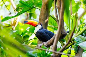 Colorful Toco Toucan Perched on Tree Branch in Lush Tropical Rainforest with Vibrant Green Foliage Background © divampo