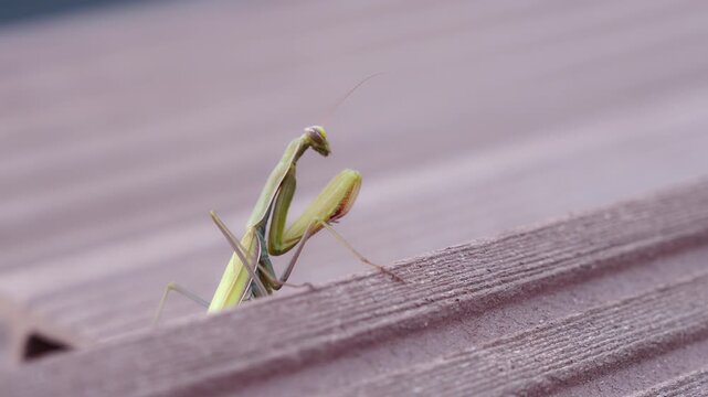 A green praying mantis clings to the edge of a corrugated metal roof, slowly turning its head while its antennae move.