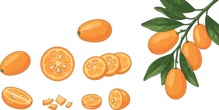 Fresh Kumquat Fruit Vector Illustration Set Featuring Whole Sliced and Halved Pieces Citrus Branch with Leaves and Diced Fruits