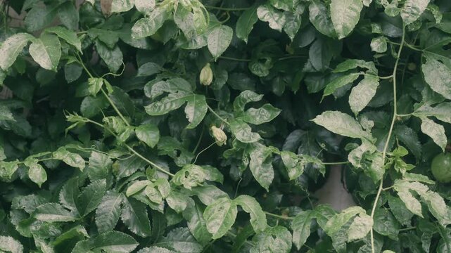 Fresh green foliage of passion fruit plant close up background