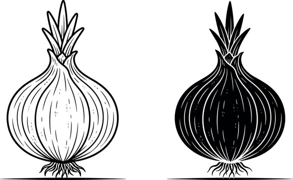 Fresh whole onion vector set featuring detailed linework engraving illustration alongside solid black stencil silhouette style graphic elements
