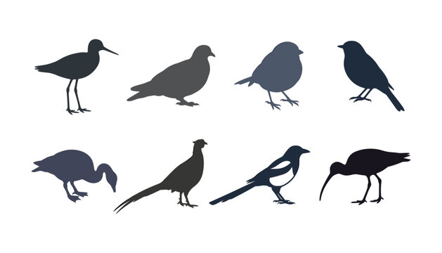 Bird silhouettes collection set with pigeon magpie sparrow pheasant ibis goose and shorebird shapes vector illustration elements