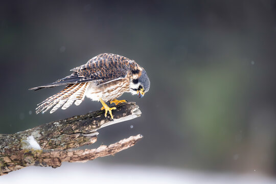 American Kestrel (Falco sparverius) Perched on Branch in Snow, Norfolk County