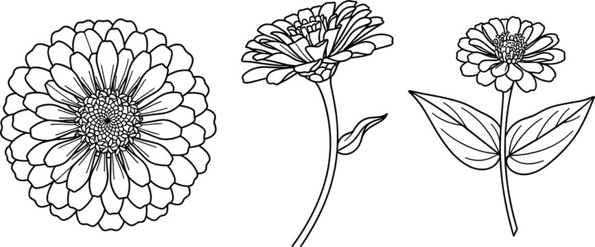 Elegant zinnia flower vector line art set featuring detailed botanical drawings, minimalist floral sketches, and isolated garden blooms on a white background.