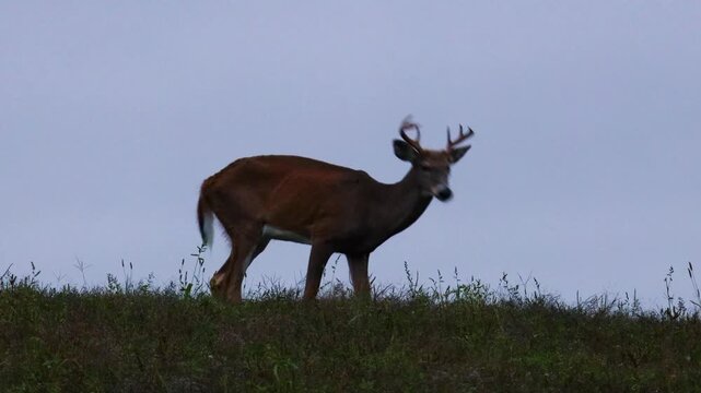 Whitetail buck grazes then looks at camera as doe crosses ridge