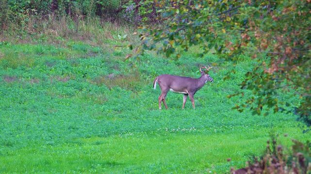 Whitetail buck grazes then raises head in late summer field