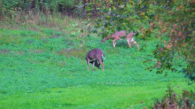 Mature whitetail buck grazes as other deer move through background