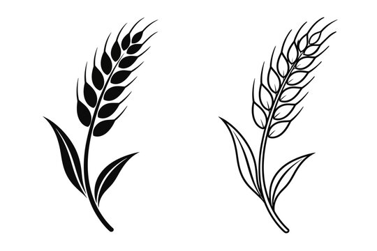 Two wheat stalk illustrations in solid black and outline styles with grain icon agriculture icon farming icon crop illustration harvest icon nature icon plant icon organic food vector art
