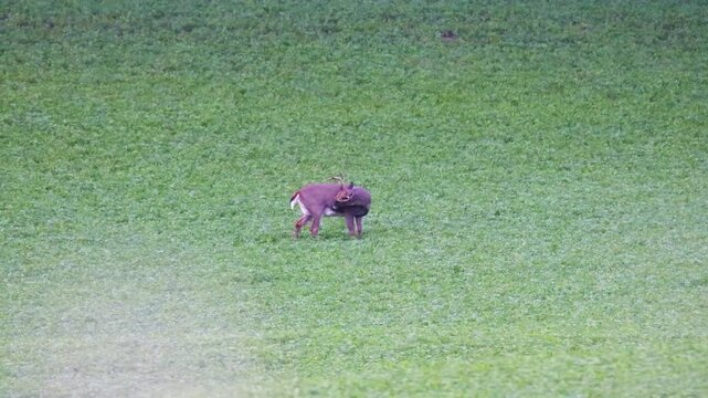 Mature whitetail buck grooms side while standing in alfalfa field