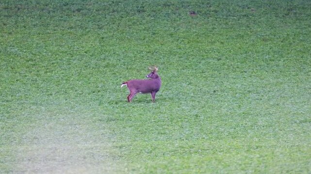 Mature whitetail buck looks around while standing in alfalfa field