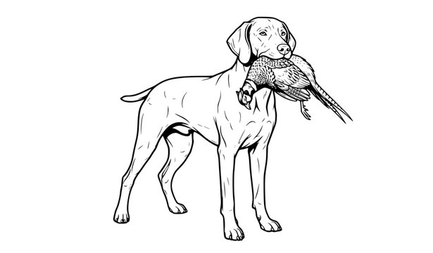 German Shorthaired Pointer Bird Hunting Dog with Pheasant Line Art Vector