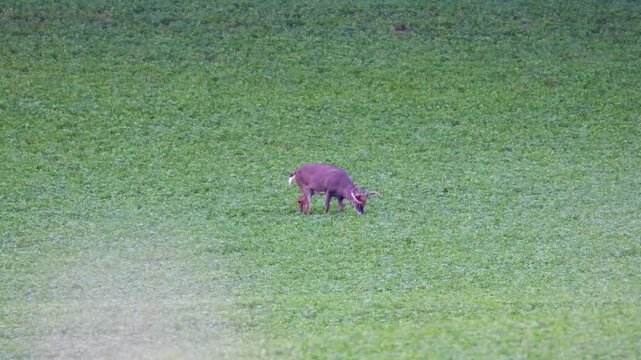 Distant mature whitetail buck grazes head down in alfalfa field