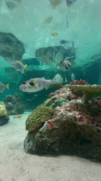 【Aquarium】White-spotted puffer / Pennant coralfish Reef［4K Vertical Angle Video］
