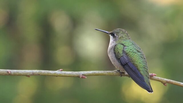 Close-up of Hummingbird on Branch