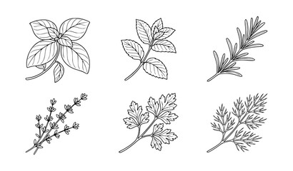 Obraz premium Culinary Herbs Basil Mint Rosemary Thyme Parsley Dill Line Art