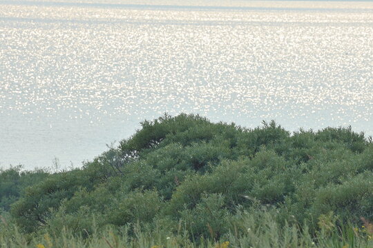 Calm water sparkling under sunlight with gentle waves visible near the horizon. Dense green shrubs and tall grass cover the shoreline, creating a peaceful natural scene. The brightness of the lake con
